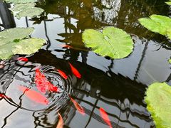 -国家植物园南园