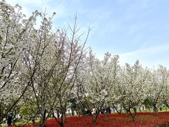 -九里河湿地公园
