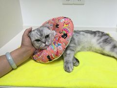 -关爱宠物医院·猫科中心·消化科(滨湖万达分院)