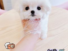 -萌宠之家·腊肠犬·马尔泰·小体犬舍