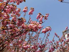 -高东镇樱花园
