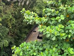 -圣淘沙天际线斜坡滑车