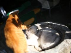 -喵屿·大理花园猫咖