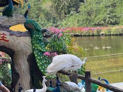 -西双版纳原始森林公园