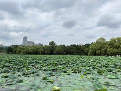 -长春市南湖公园