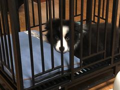 -翊宠yipet猫狗购宠庄园犬舍•猫舍