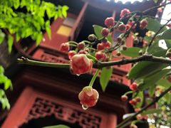 -东山雕花楼