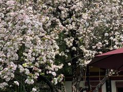 -大唐博相府酒店·陕西官府菜