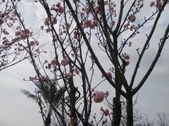 -天适樱花悠乐园