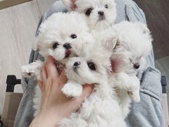 -萌宠之家·腊肠犬·马尔泰·小体犬舍