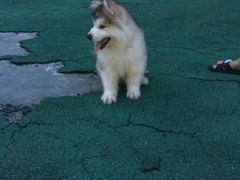 -翊宠yipet猫狗购宠庄园犬舍•猫舍