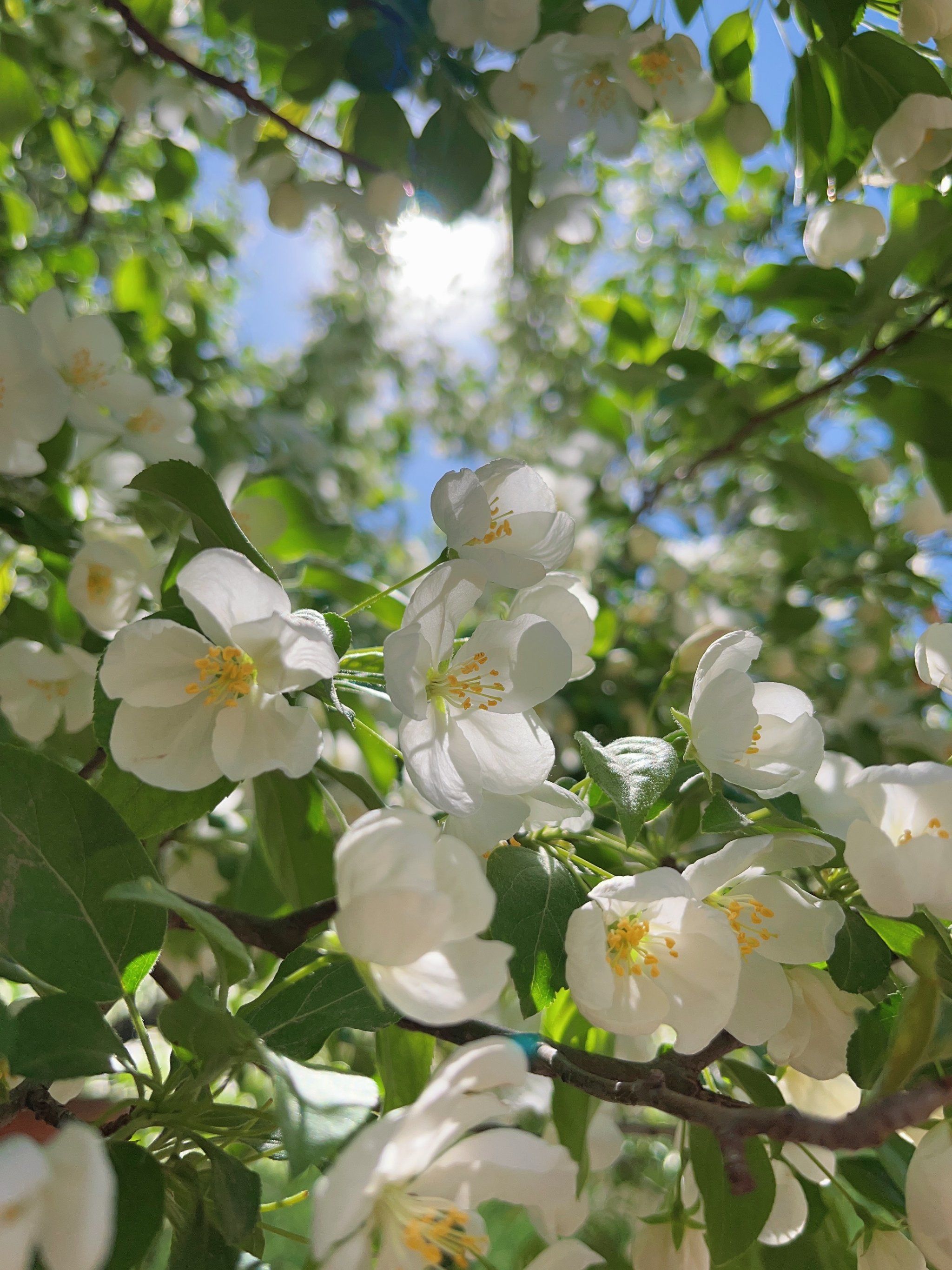 明年再约海棠花