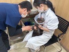-米苏动物医院·犬猫专科·骨科外科内窥镜