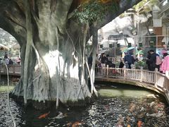 -南宫五洲植物乐园