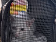 -凯特喵百思猫专科医院