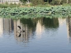 -将府公园