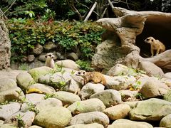 -上海野生动物园