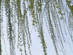 -南翔镇银翔湖公园