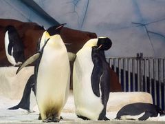 -海合安武汉极地海洋公园