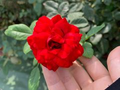 -亚龙湾国际玫瑰谷