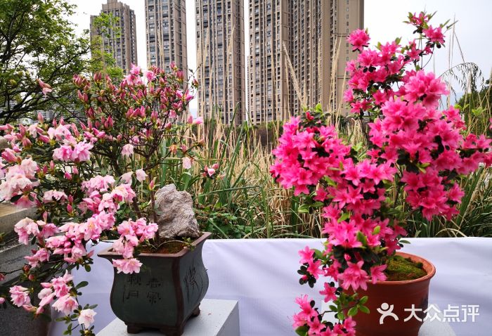 琴亭湖公园图片