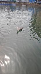 -星海水上乐园(星海广场圣亚店)