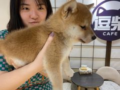 -逗柴咖啡屋·狗咖猫咖宠物桌游