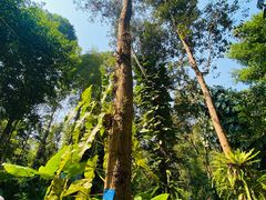 -中国科学院西双版纳热带植物园