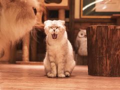 -more than meow吴止猫主题餐厅(承德 中船汇店)