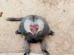 -西霞口神雕山野生动物世界