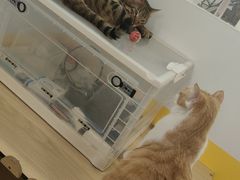 -废柴猫桌游概念馆(王府井喜悦购物中心店)