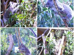 -费瑟代尔野生动物园