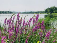 -永定河休闲森林公园