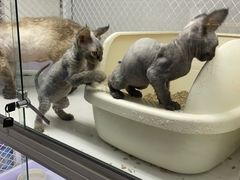 -喵的天空名猫咖啡馆·撸猫·猫舍·用品