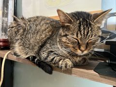 -豆逗聊愈猫阁Easy Life