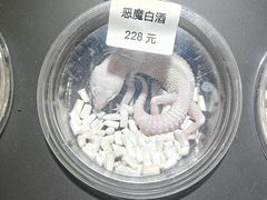 -酷以爬仙阁实体爬宠店·守宫·蜥蜴·专业繁育
