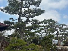 -龙大花卉苗木市场