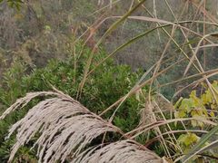 -桤木河湿地公园