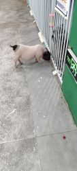 点击看大图 -神奇动物撸宠馆·羊驼·小浣熊·异宠(豫园店)