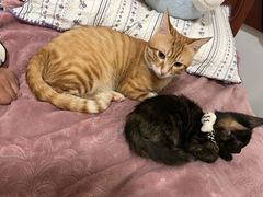 -伟伟宠物医院·瑞派猫友好医院·猫科(光谷店)