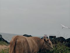-汕尾风车岛