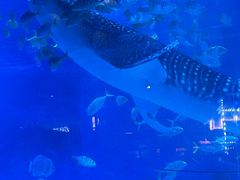 -烟台海昌鲸鲨海洋公园