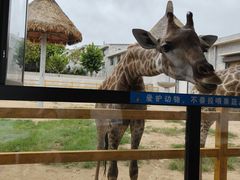 -西霞口神雕山野生动物世界