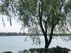 -丁香湖公园