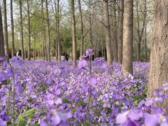 -郑州中国绿化博览园