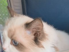 -艾吉宠物医院·疑难杂症转诊中心·猫友好(碧江路院)