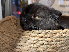 -平行世界·猫咖(首经贸店)