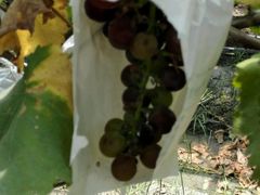 -马陆小张葡萄园农家乐