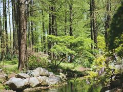 -上海共青森林公园