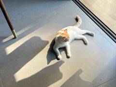 -瑞鹏宠物医院·夜间急症·心超·猫科(祖庙分店)